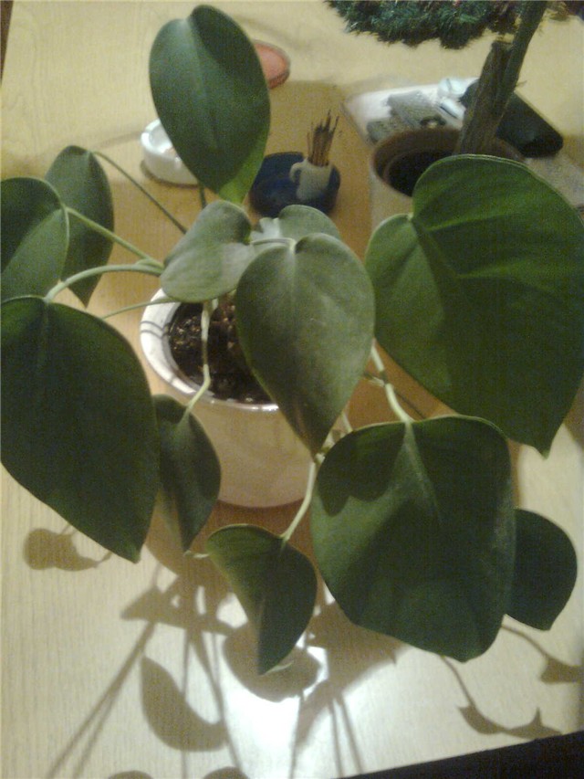 monstera